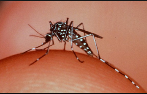 aedes